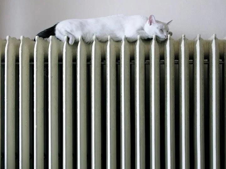 chat sur chauffage
