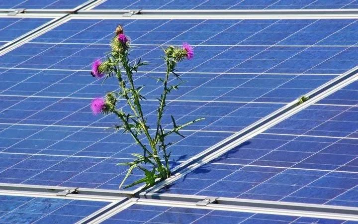 panneaux solaires mal entretenus
