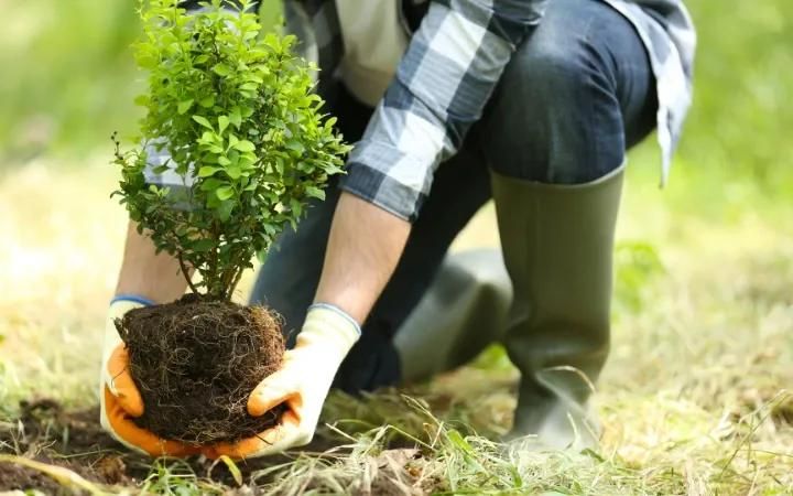planter des arbres